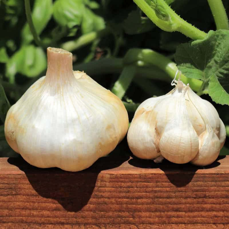 Inchelium Red Garlic
