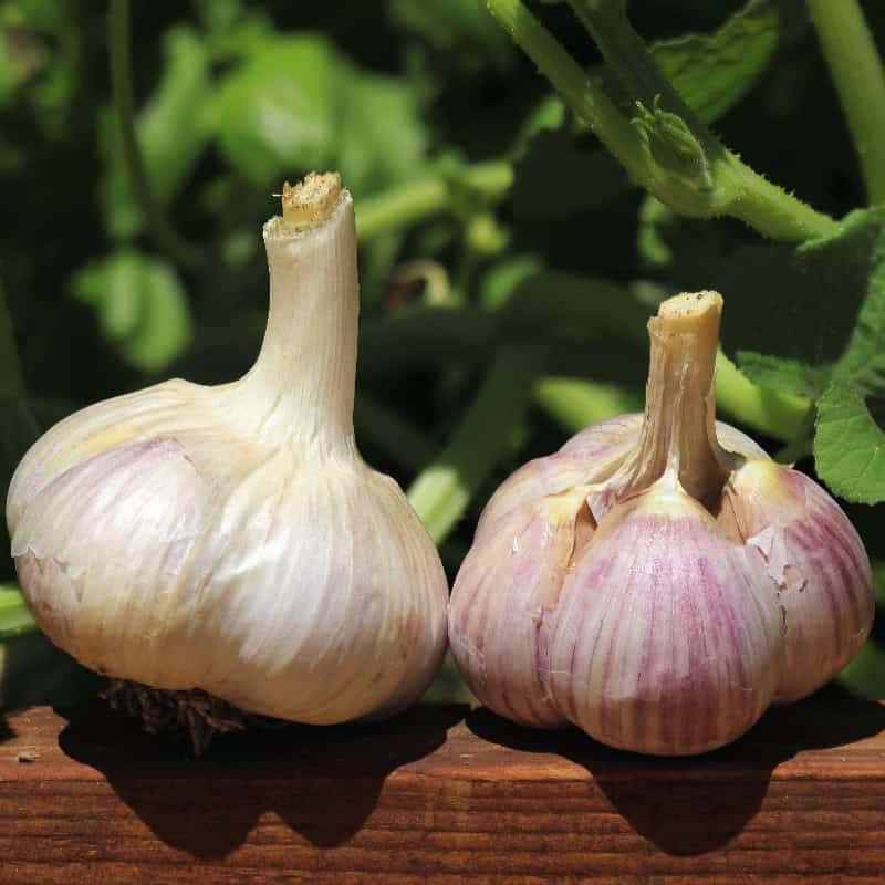 Music Garlic