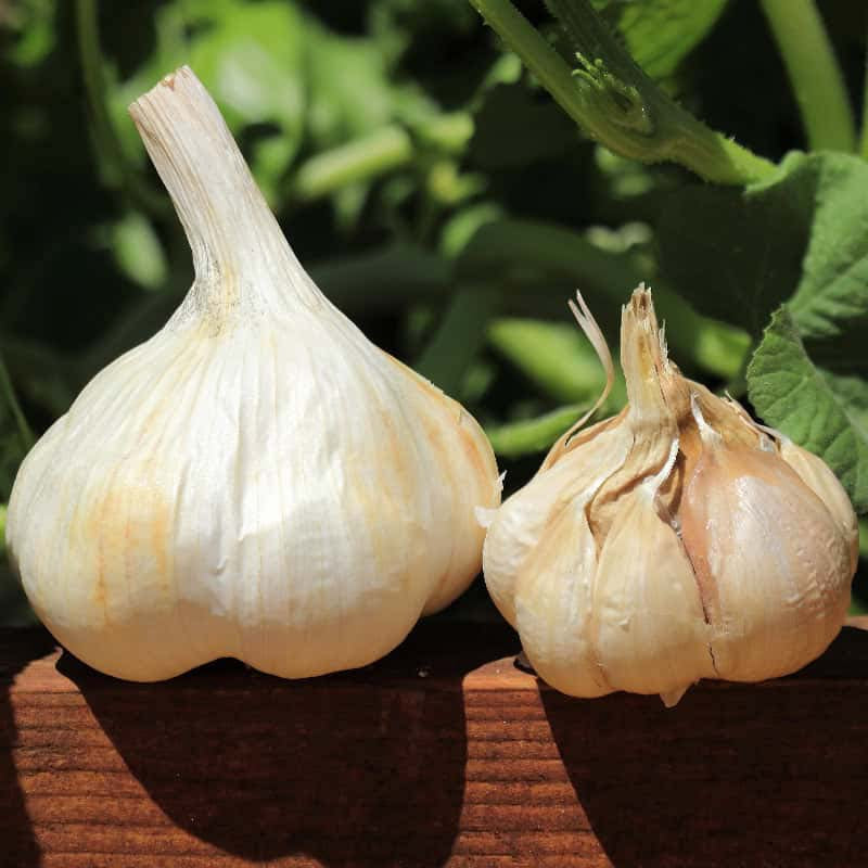 Susanville Garlic