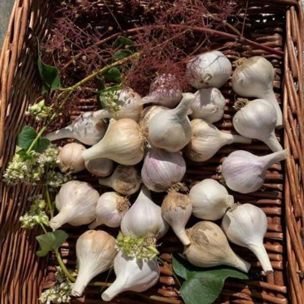 Baby Garlic