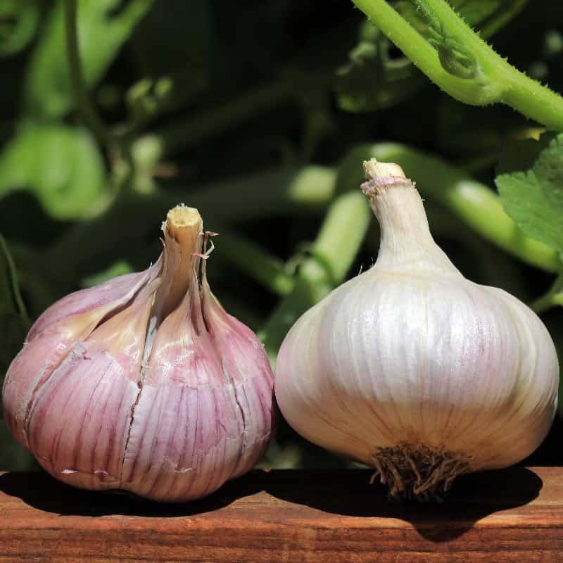 Chesnok Red Garlic