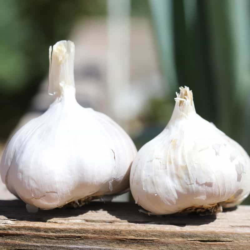 Sicilian Artichoke Garlic